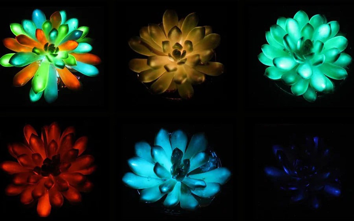 Kỳ thú sen đá phát sáng nhiều màu trong đêm