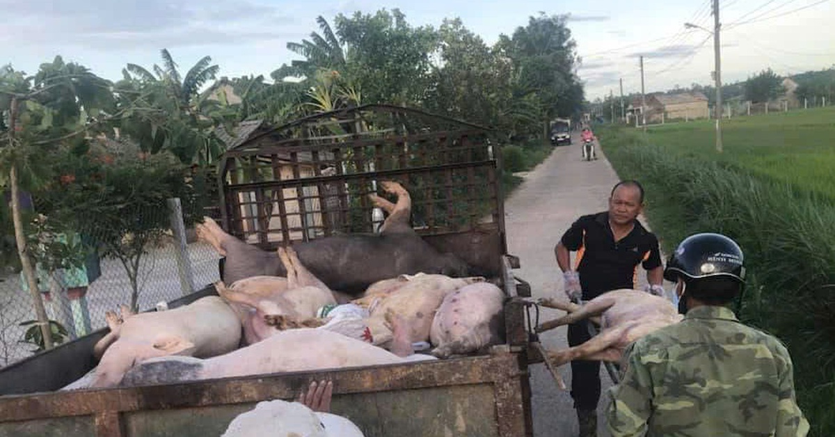 52/94 xã, phường có dịch tả lợn châu Phi, Đà Nẵng đề xuất tiêm phòng bắt buộc