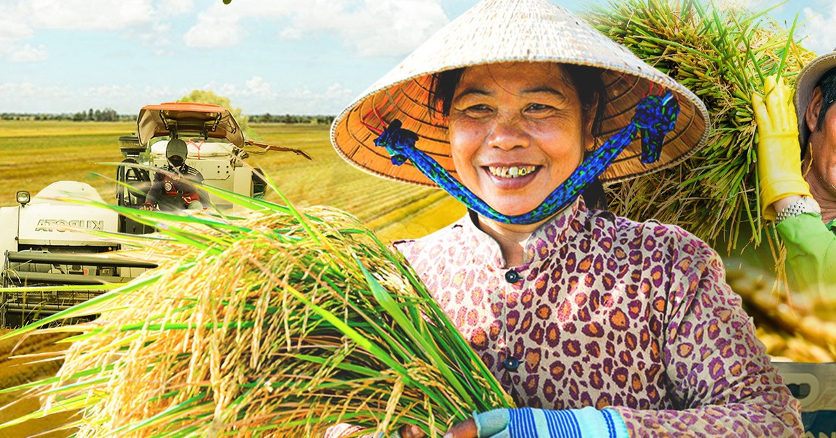 Giá gạo Việt Nam tăng mạnh khi Philippines cấm nhập khẩu gạo từ 1-9, vì sao?