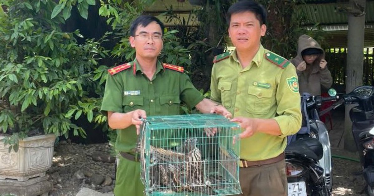 Giải cứu 3 chim ưng quý hiếm, chúng bay vút lên không trung là khoảnh khắc đẹp