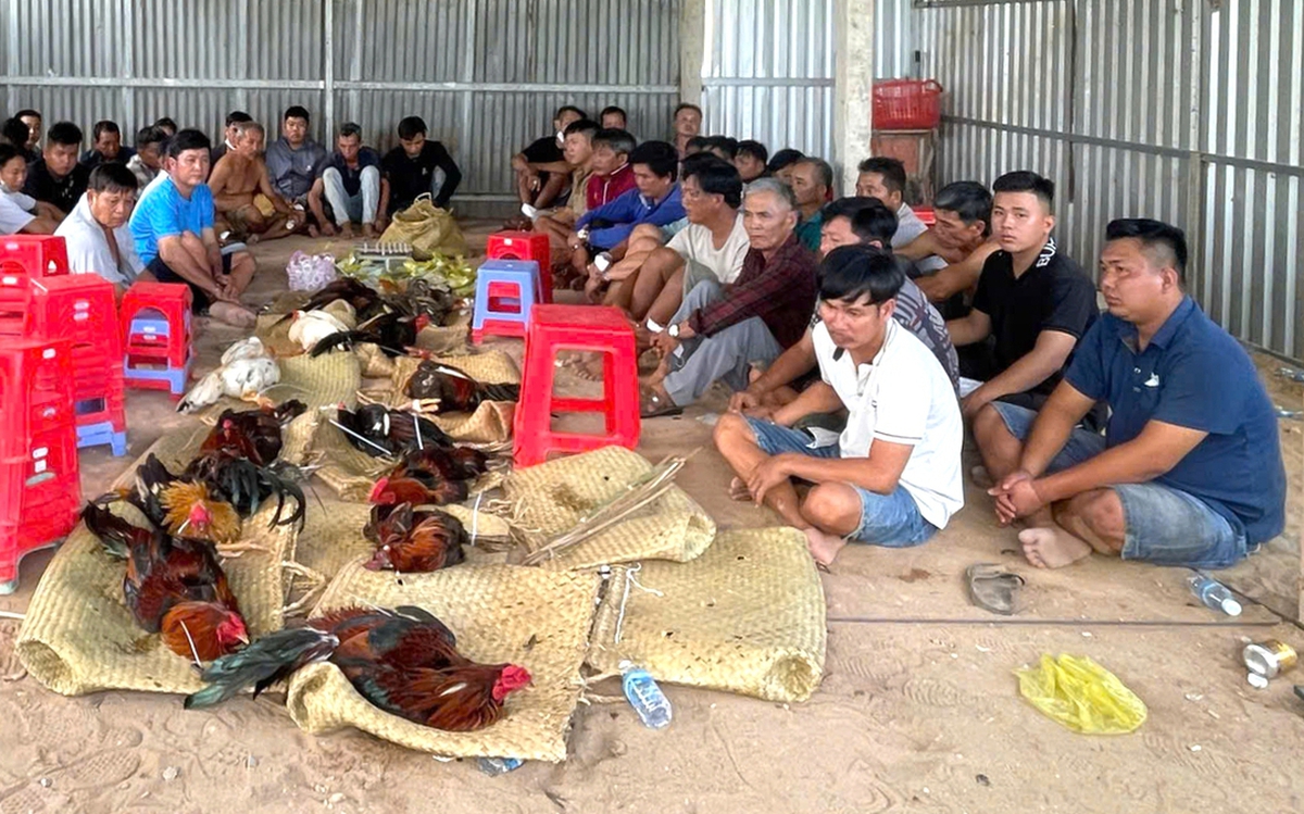 Phá trường gà, tạm giữ 51 người ở Bình Hiệp, Tây Ninh