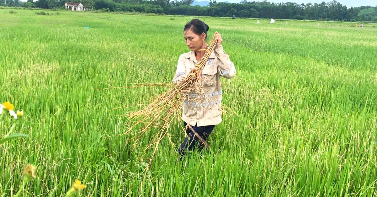 Sâu bệnh tấn công gây hại mạnh, cây lúa khô cháy