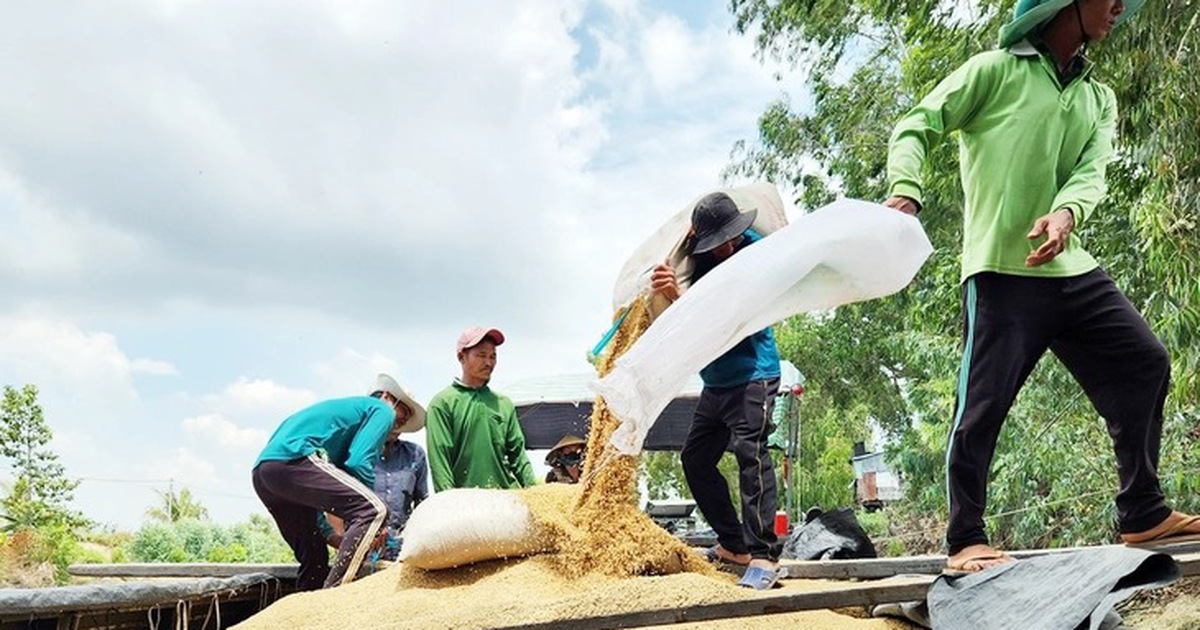 Philippines tạm dừng nhập gạo 60 ngày, lo 40% xuất khẩu gạo Việt Nam bị chặn cửa