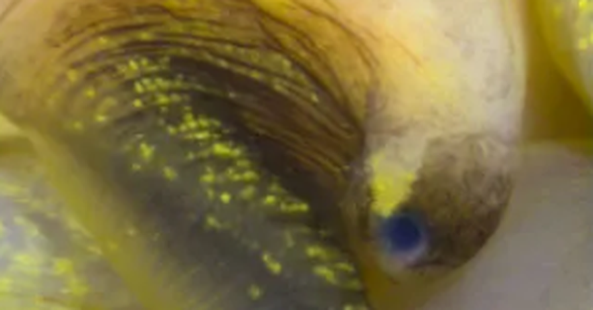 Phát hiện loài ốc mọc lại mắt, mở ra hy vọng tái tạo mắt cho người