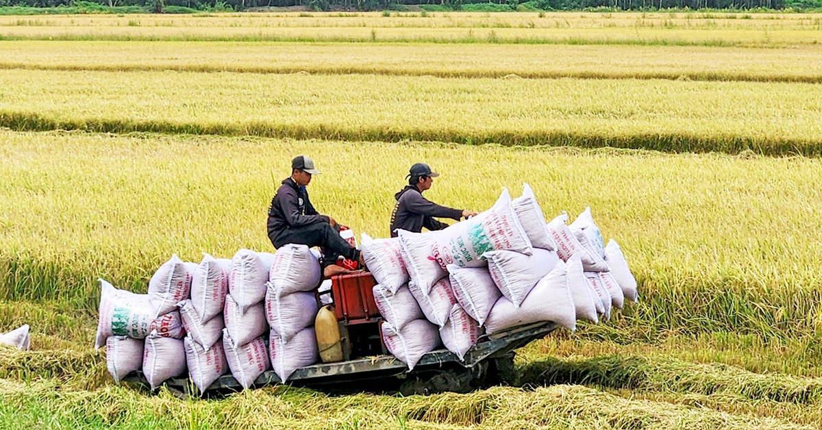 Bộ Công Thương họp bàn xuất khẩu gạo, ứng phó trước lệnh ngừng nhập gạo của Philippines