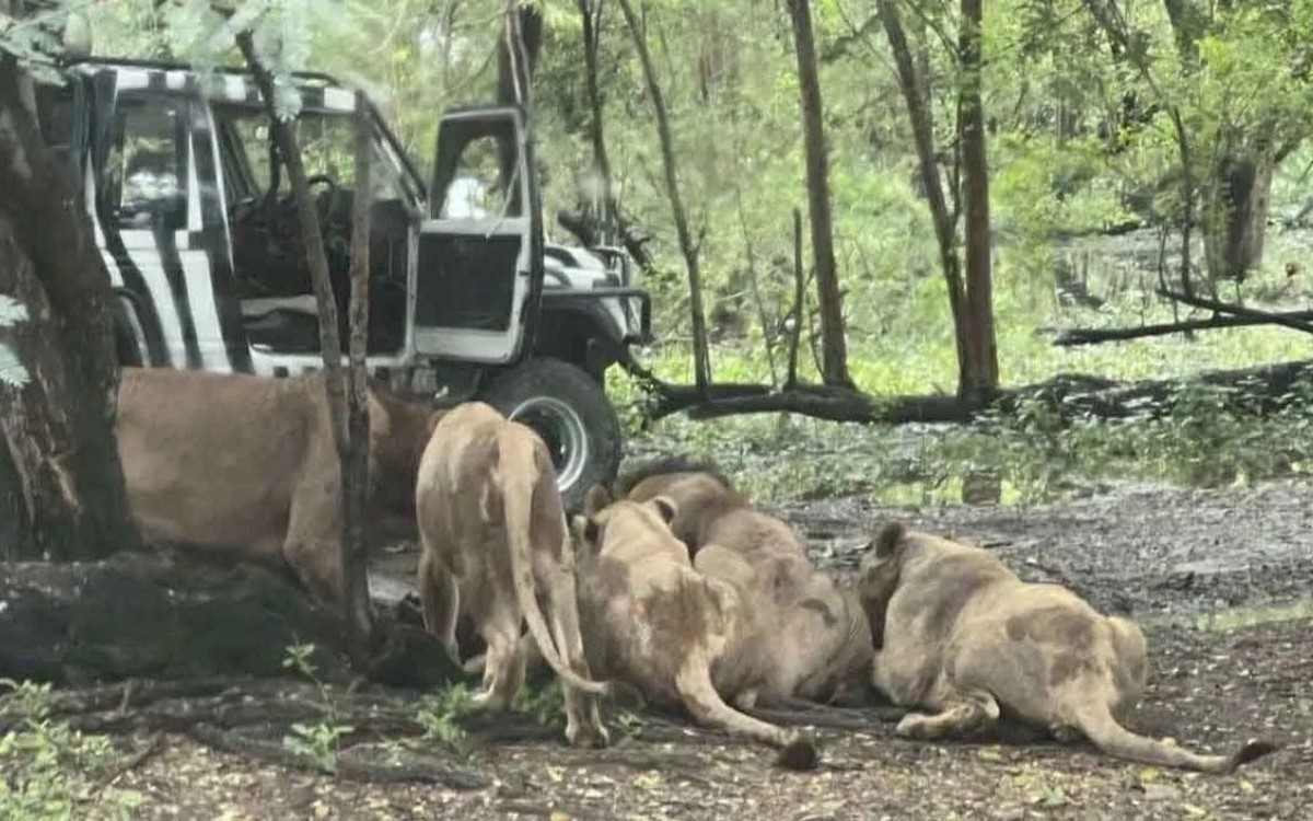 Kinh hoàng nhân viên vườn thú 30 năm bị bầy sư tử cắn xé ngay trước mắt du khách ở Bangkok