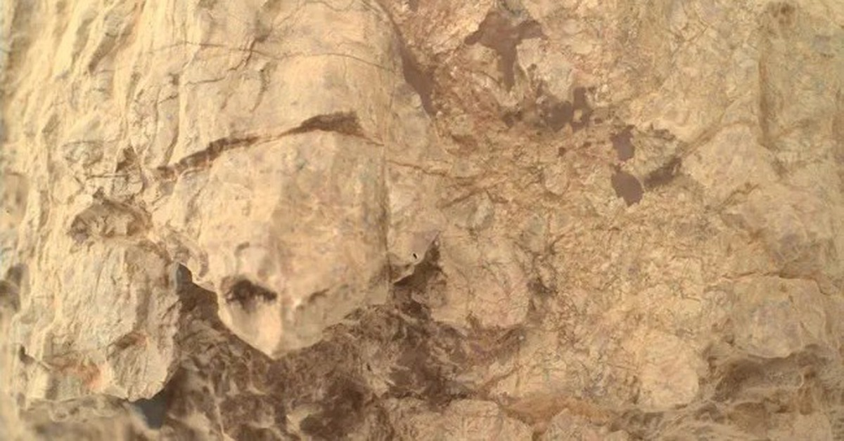 NASA phát hiện 'rùa' trên sao Hỏa