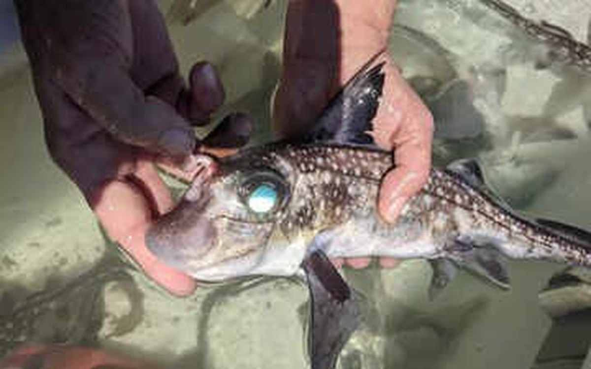 Phát hiện cá mập mọc răng trên trán, khoa học sững sờ