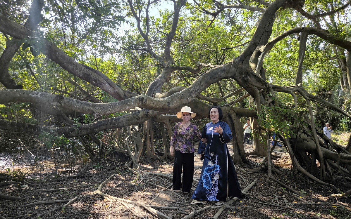 5 cây cổ thụ ở Vĩnh Long được công nhận là Cây di sản Việt Nam