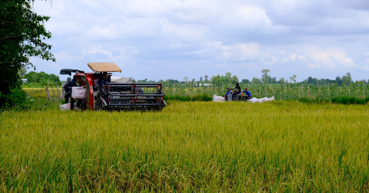 Nông dân buồn rầu vì giá lúa, thu không đủ bù chi phí