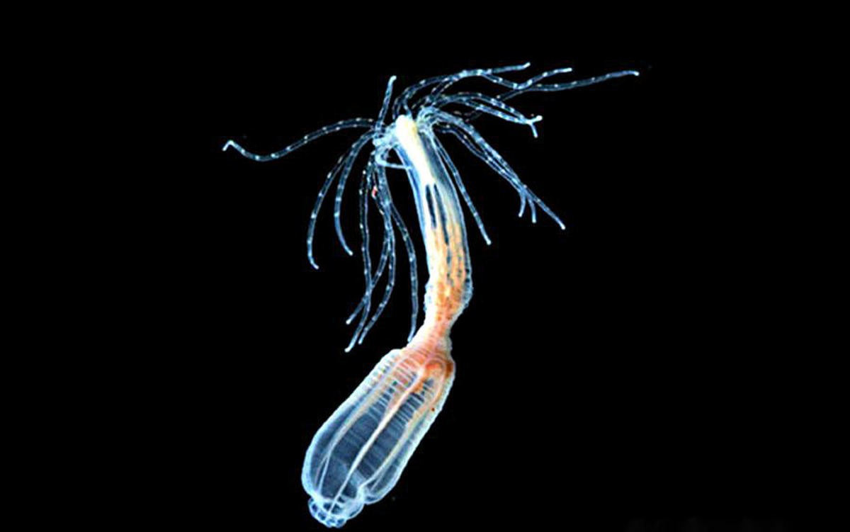 Khám phá cơ chế 'trẻ vĩnh viễn' của hải quỳ sao biển, mở ra hy vọng cho loài người