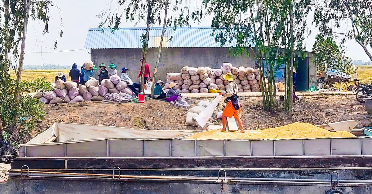 Cần liên kết để nâng cao giá trị hạt gạo Việt