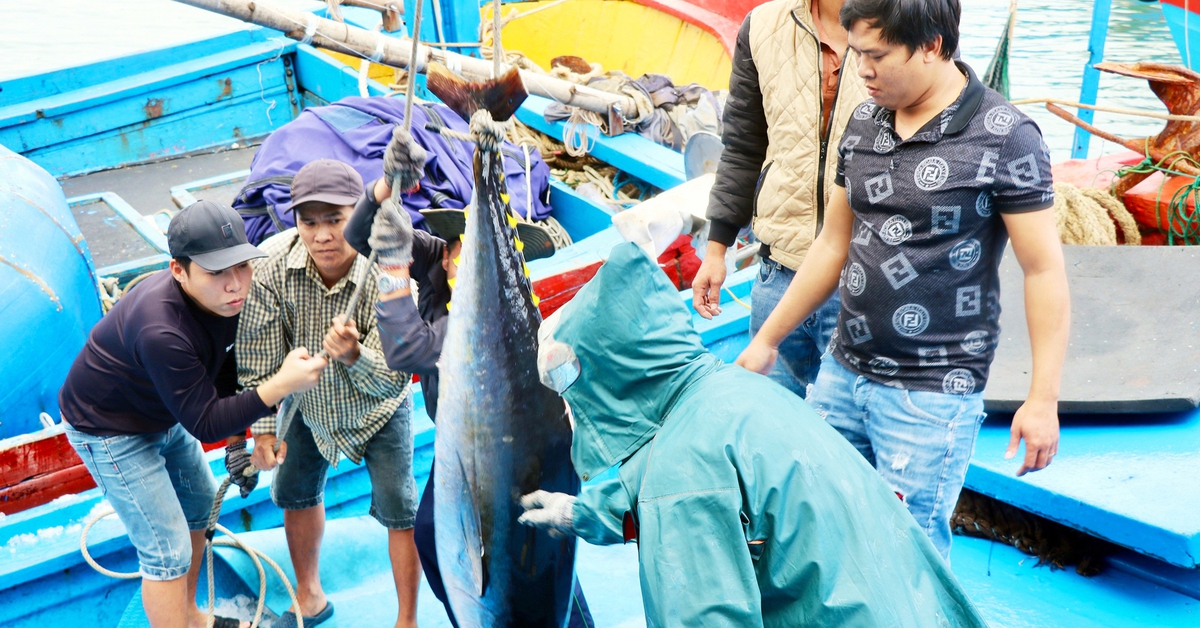 Nhiều sản phẩm thủy sản có nguy cơ bị cấm xuất sang Mỹ: Siết kiểm soát nguồn gốc hải sản đánh bắt