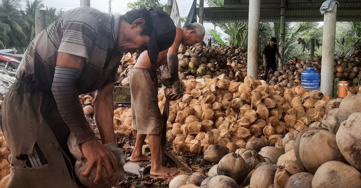 Giá dừa khô tăng đến 240.000 đồng/chục, nhà vườn lãi cao