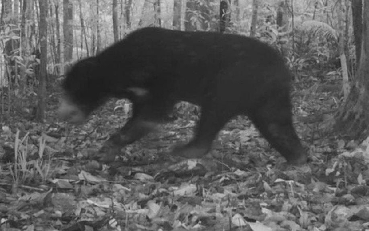 Bẫy ảnh chụp được gấu ngựa quý hiếm, bò tót ở Vườn quốc gia Chư Mom Ray