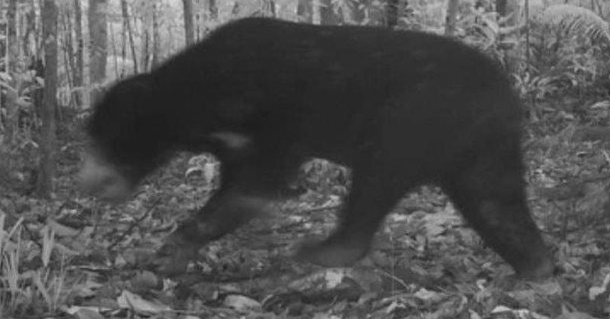 Bẫy ảnh chụp được gấu ngựa quý hiếm, bò tót ở Vườn quốc gia Chư Mom Ray