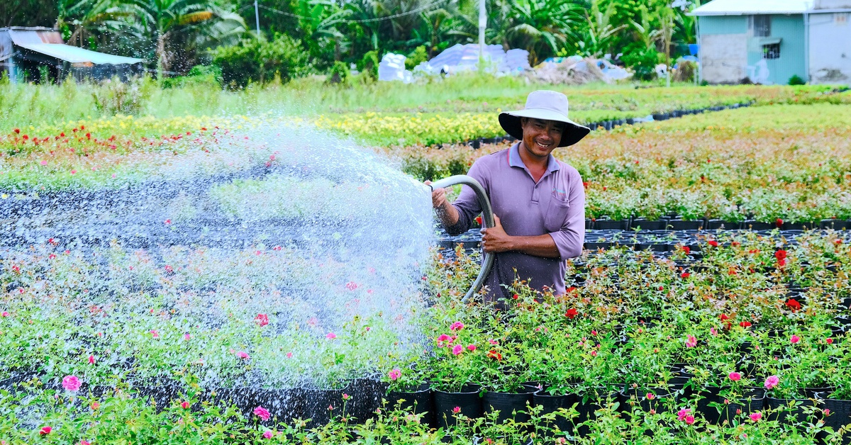 Làng hoa Sa Đéc tất bật vụ hoa Tết 2026, dự kiến cung ứng 1,2 triệu giỏ