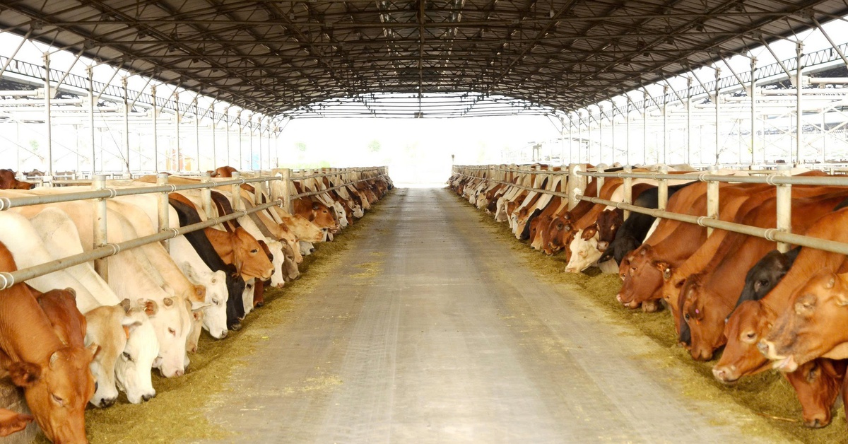 'Vua thép' Trần Đình Long muốn đưa nông nghiệp Hòa Phát lên sàn