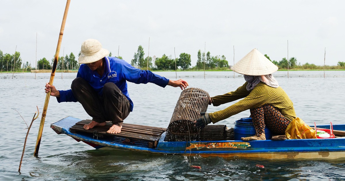Dân đầu nguồn An Giang, Đồng Tháp ngày đêm đặt lợp cua đồng mùa nước nổi