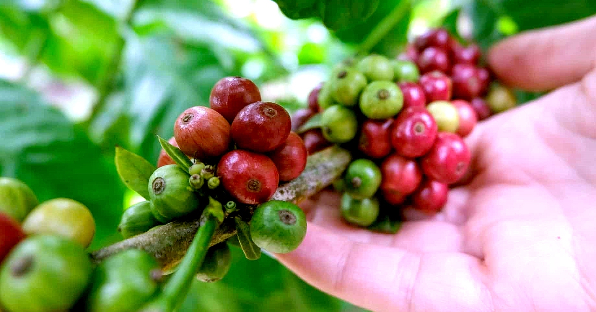 Giá cà phê diễn biến trái chiều, giá tại Mỹ cao kỷ lục