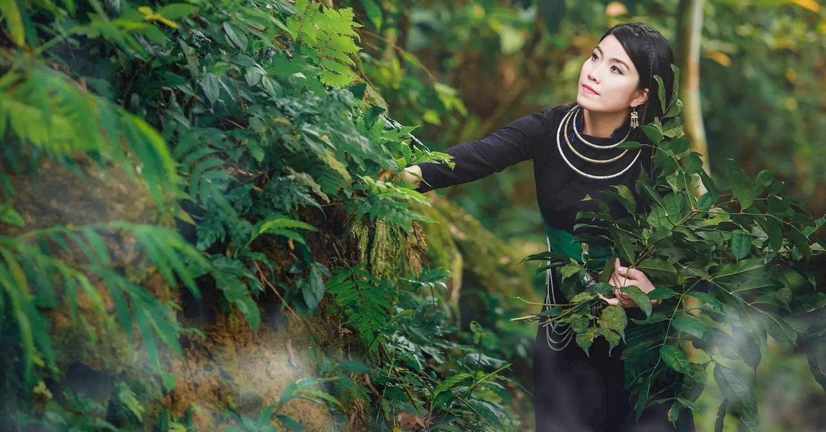 Cây dược liệu giúp người đồng bào vùng cao thoát nghèo