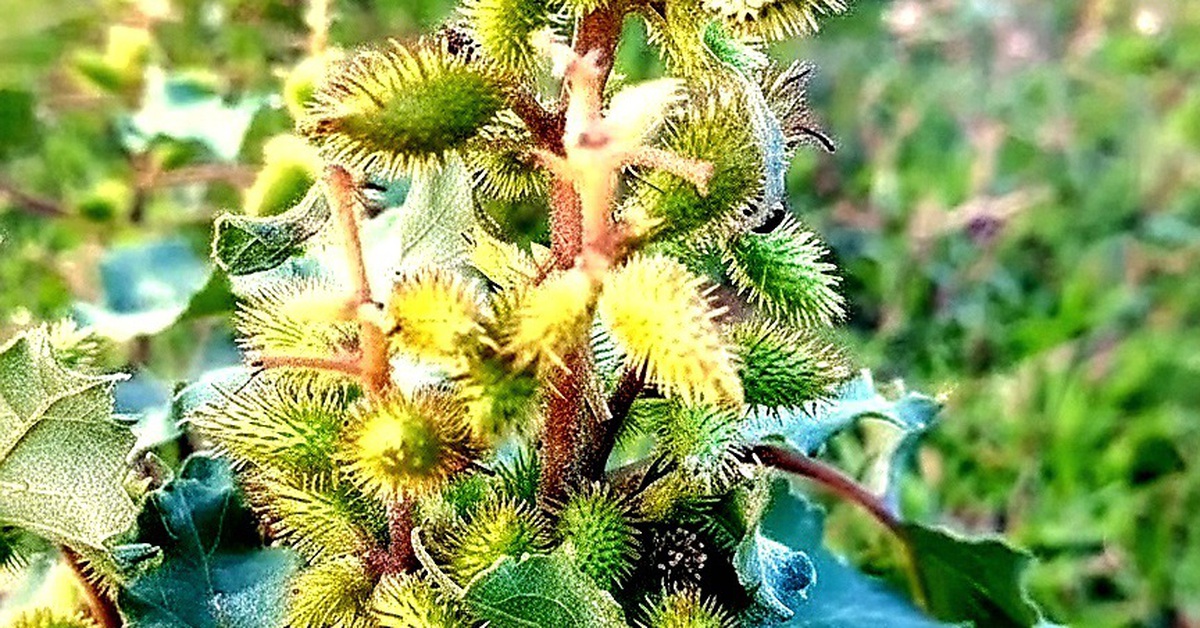 Thuốc quý chữa nhiều bệnh từ cây ké đầu ngựa mọc hoang