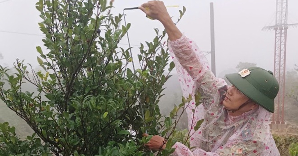 Huế phát hiện giống chè quý hiếm trên vùng núi A Lưới