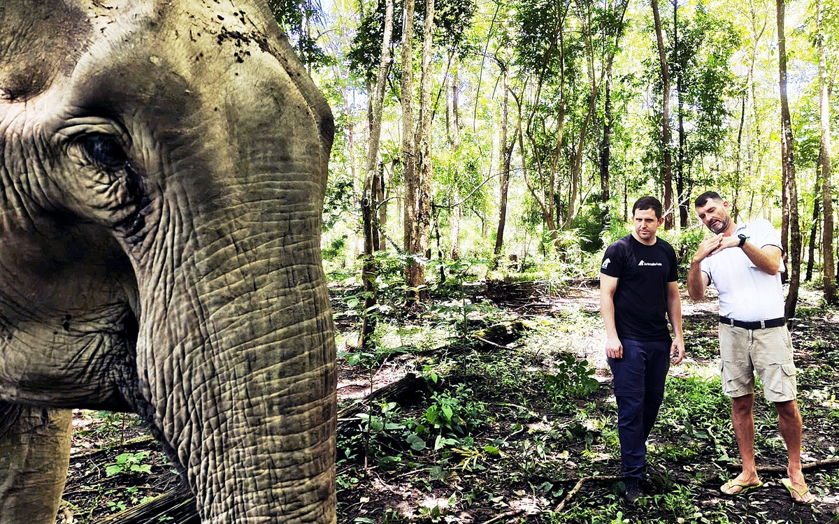 Ông Tây hết lòng vì phúc lợi voi Đắk Lắk