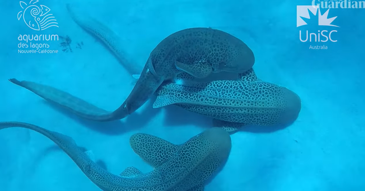 Khoảnh khắc cá mập báo 'giao phối tay ba' dưới biển