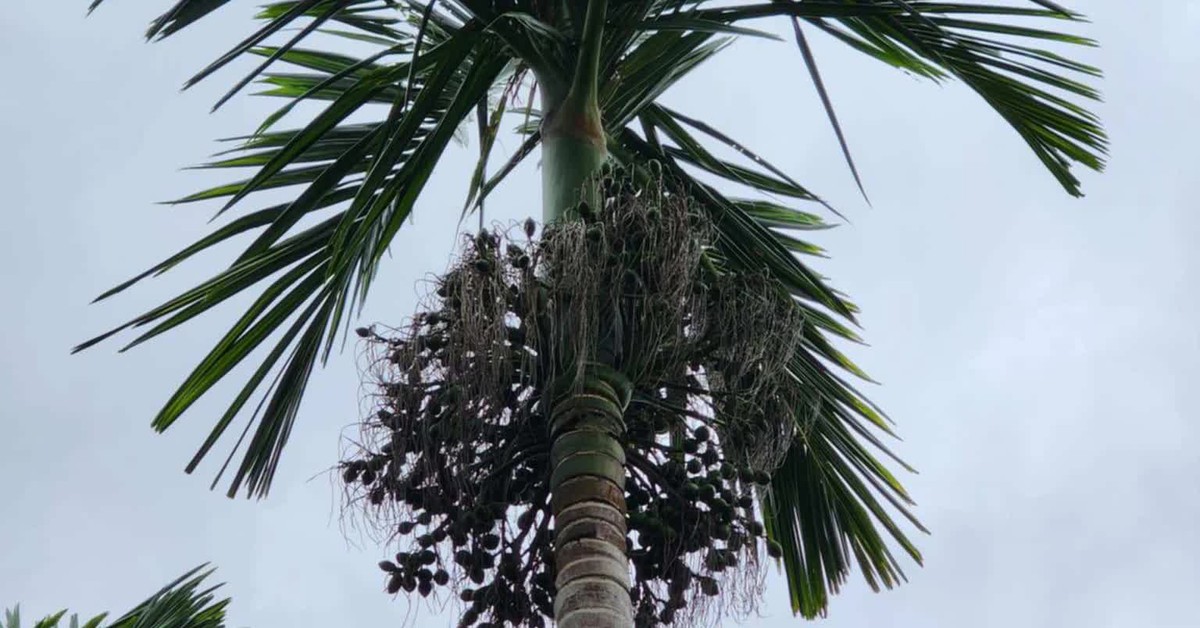 Trung Quốc lại mua mạnh, cau non 'hút hàng' tăng giá 30%