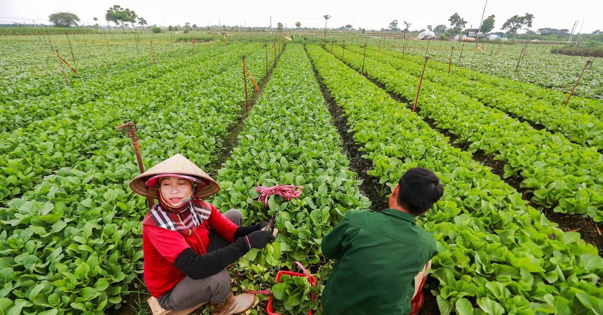 Hợp tác xã khó đưa trực tiếp rau VietGAP vào trường học vì 'thiếu quan hệ'