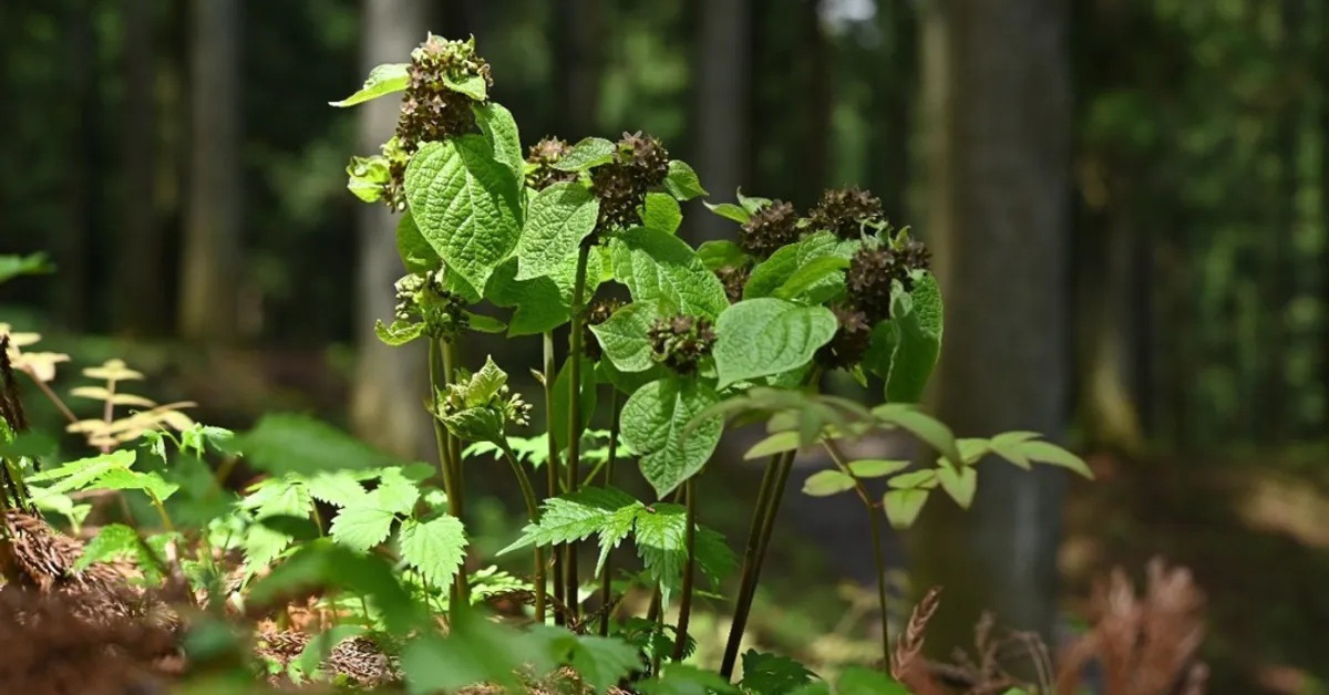 Loài cây 'láu cá' giả giọng kiến kêu cứu để dụ... ruồi