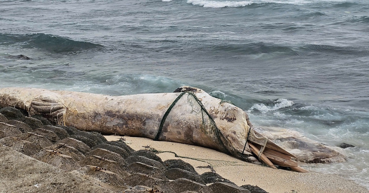 Cá voi dài 10m dạt vào đảo Bé Lý Sơn, người dân chờ hết bão số 10 sẽ an táng