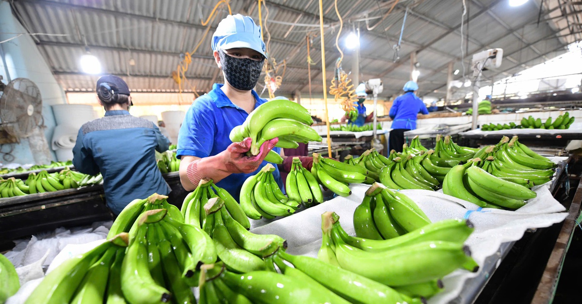 Xuất khẩu rau quả bứt phá, 15 ngày mang về 650 triệu USD