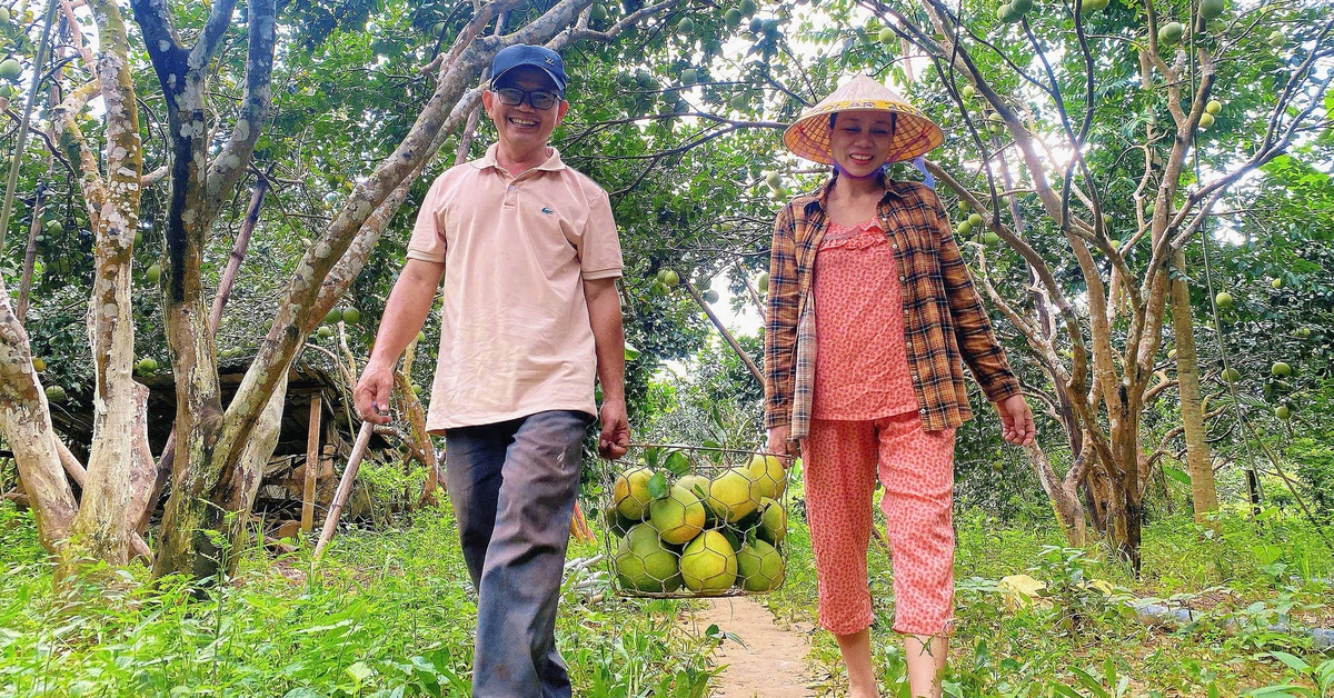 Thanh trà Huế được mùa, lần đầu tiên vào siêu thị lớn ở TP.HCM