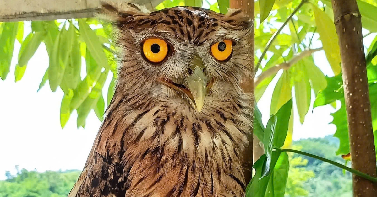 Phát hiện 9 loài chim mới ở vùng chim đặc hữu của Việt Nam