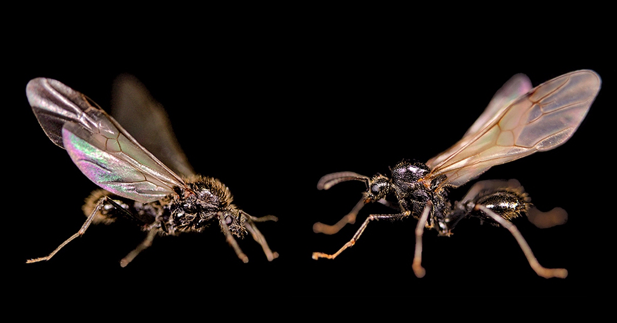 Hiện tượng tiến hóa kỳ lạ: Loài kiến sinh ra con thuộc... loài khác