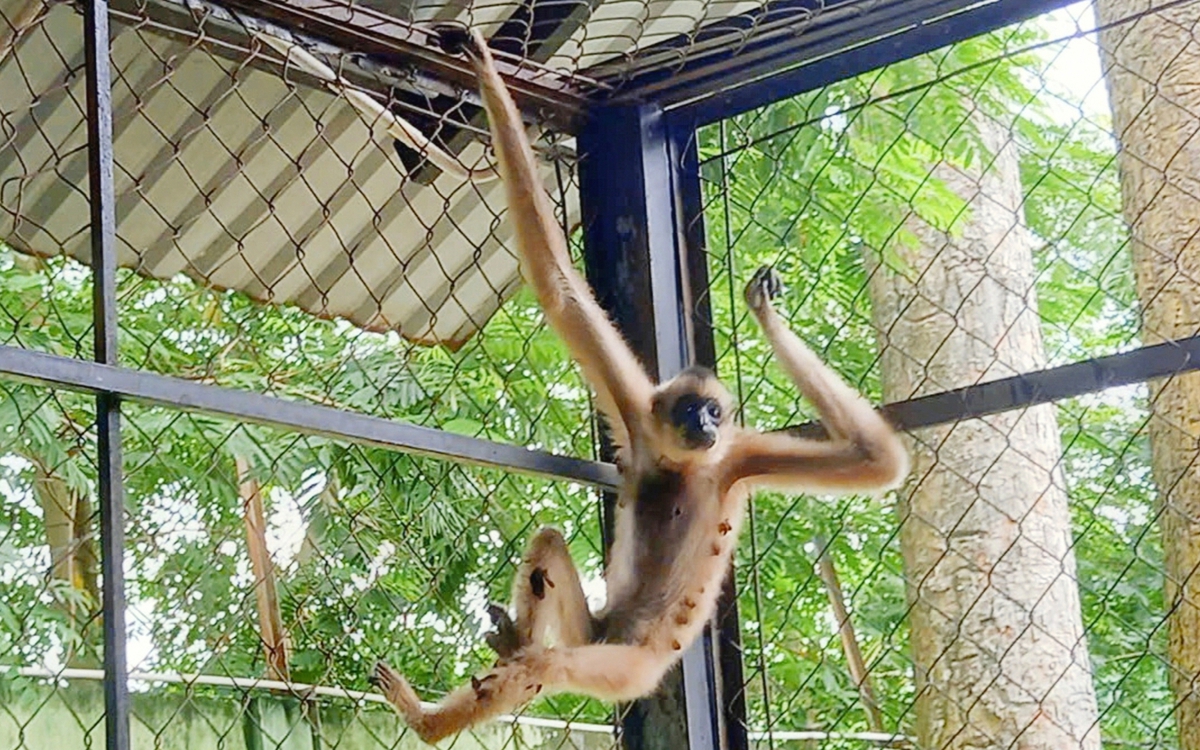 Hai người dân ở Củ Chi liên tiếp chuyển giao vượn má vàng quý hiếm