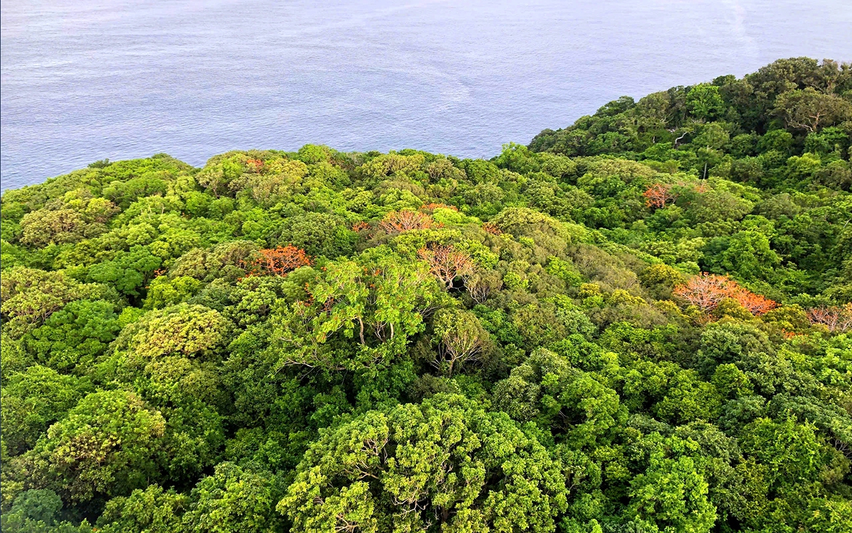 Côn Đảo tìm hiểu mô hình bán tín chỉ carbon từ rừng và biển