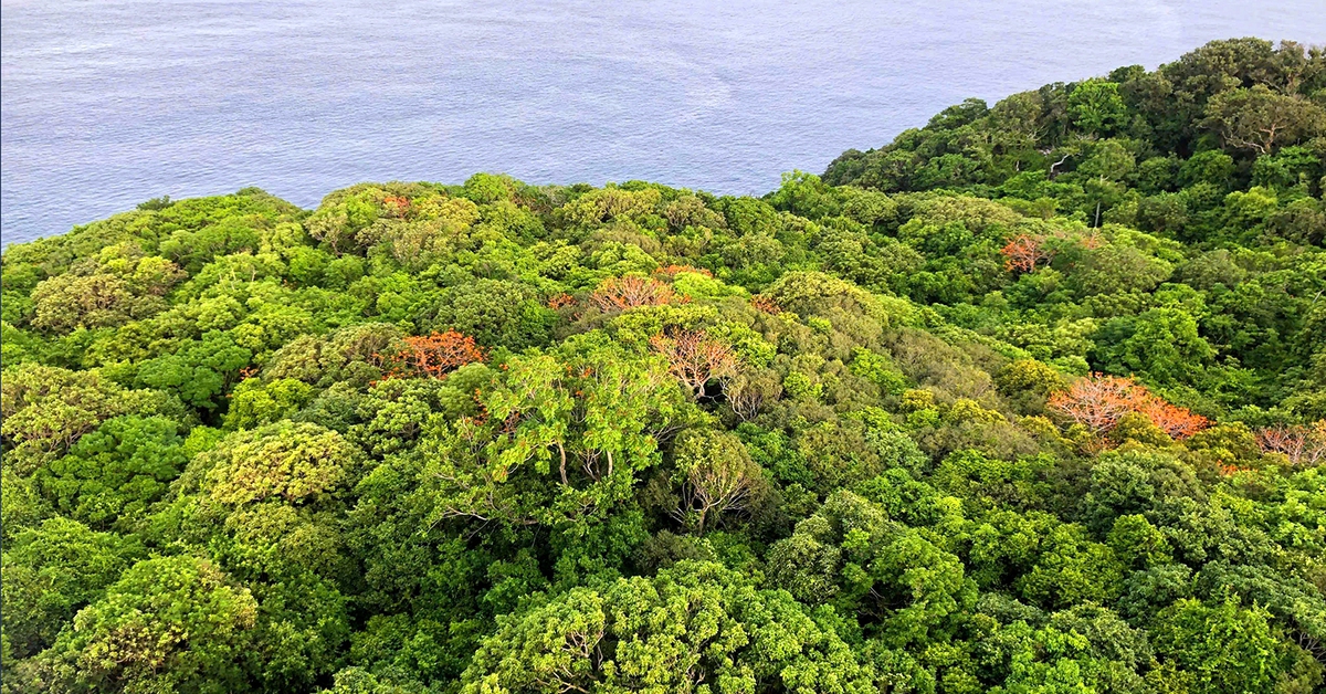 Côn Đảo tìm hiểu mô hình bán tín chỉ carbon từ rừng và biển