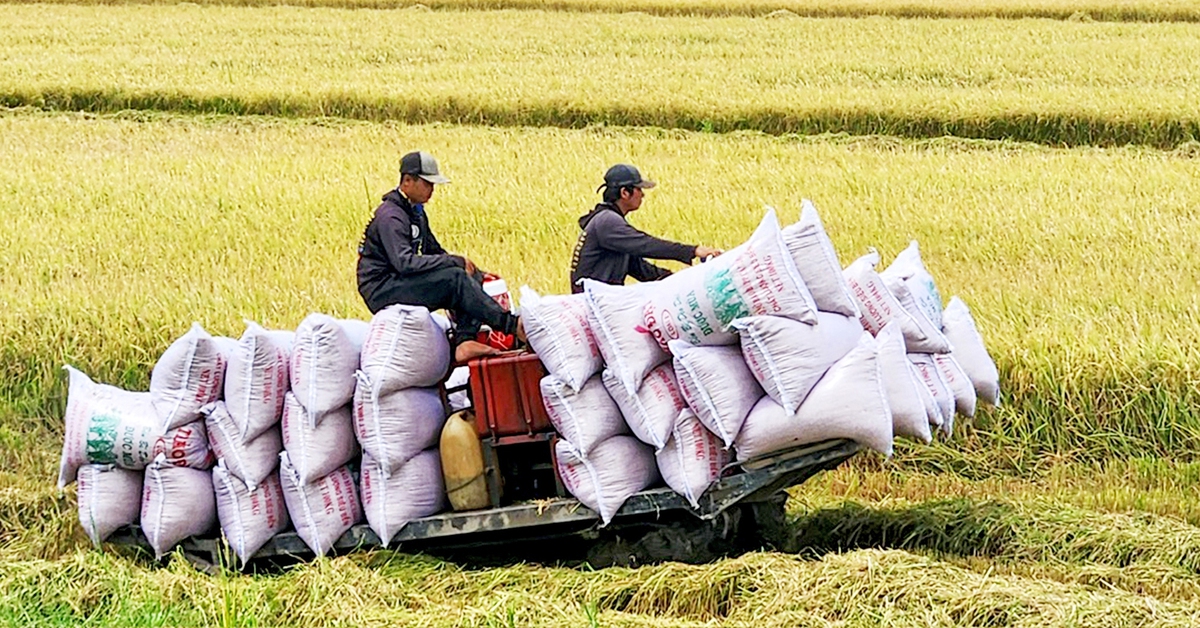 Tích cực tìm thị trường mới cho gạo xuất khẩu