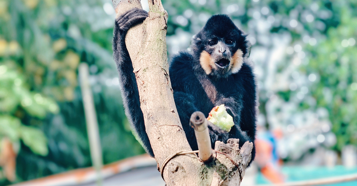 Vượn quý hiếm thoắt ẩn thoắt hiện sau nhà người dân ở TP.HCM, kiểm lâm đến thì trốn mất