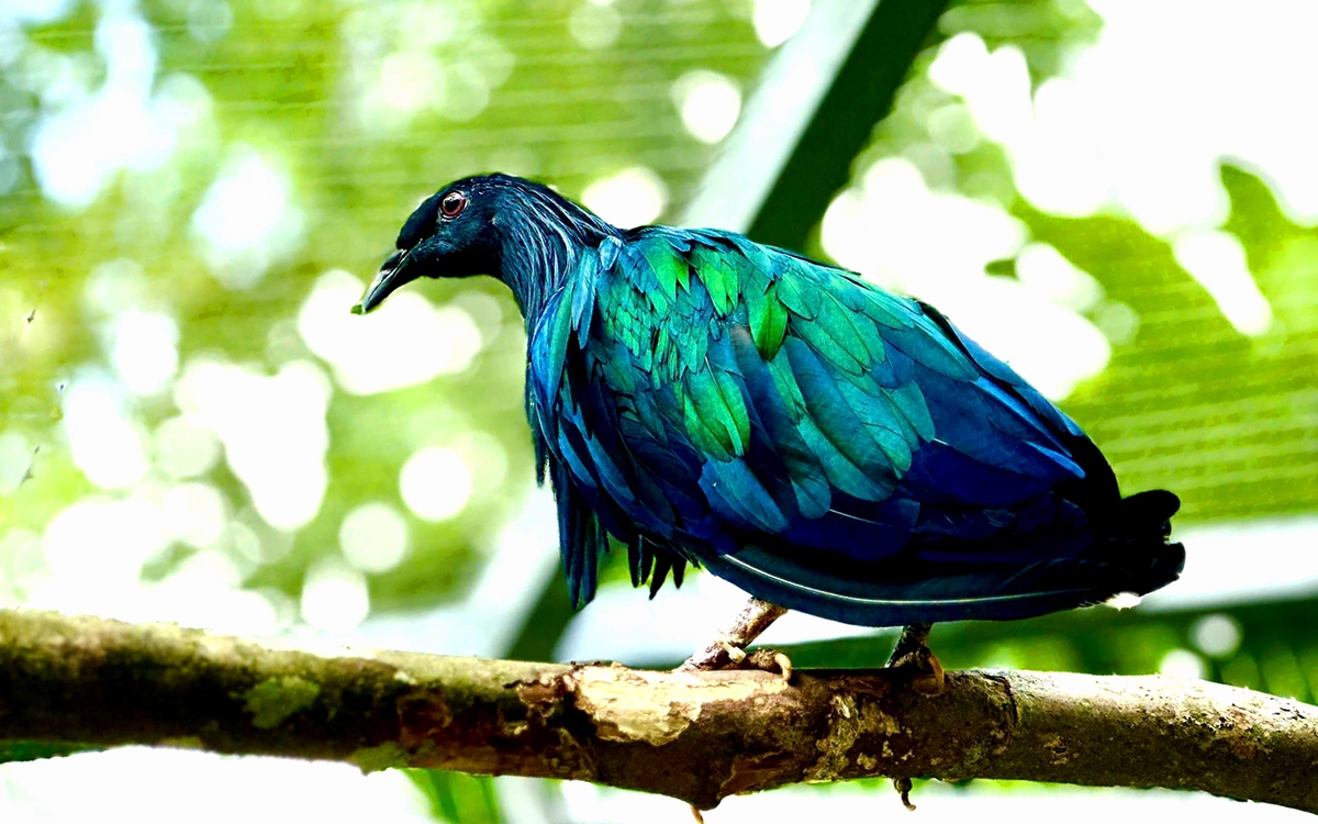 Giao 5 con chim bồ câu Nicoba quý hiếm cho Vườn quốc gia Côn Đảo chăm sóc