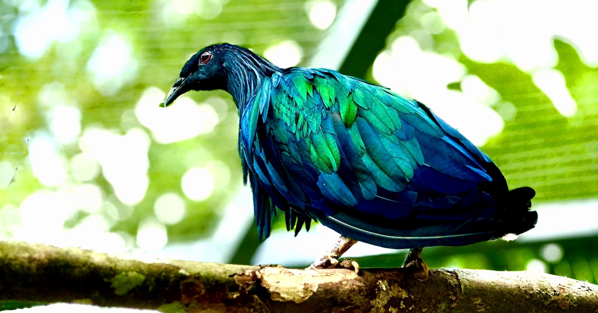 Giao 5 con chim bồ câu Nicoba quý hiếm cho Vườn quốc gia Côn Đảo chăm sóc