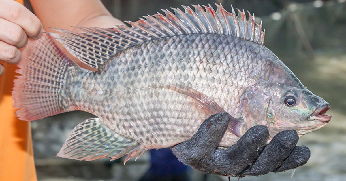 Thông tin cá rô phi ‘có độc’, gây hại sức khỏe, nhà khoa học nói gì?