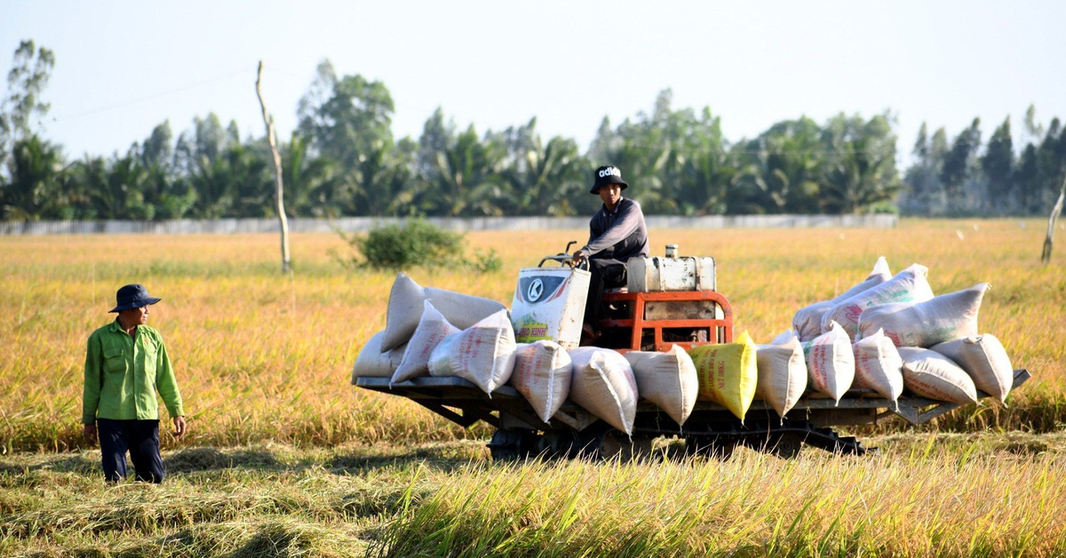 Thủ tướng yêu cầu hướng dẫn doanh nghiệp thu mua lúa gạo tạm trữ và tìm kiếm thị trường mới