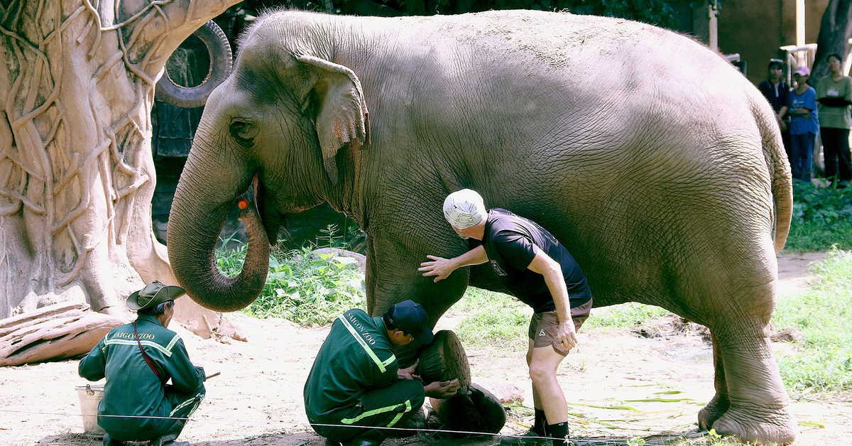 Voi ở Thảo cầm viên được ‘làm móng’, chăm sóc để sống hạnh phúc hơn