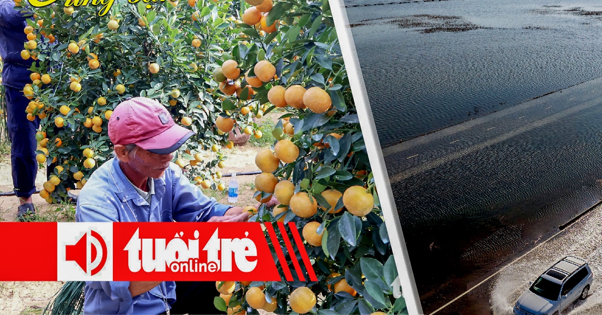 Điểm tin 8h: Thủ phủ quất cảnh Hội An vào vụ Tết; Đại dương hấp thụ lượng nhiệt kỷ lục