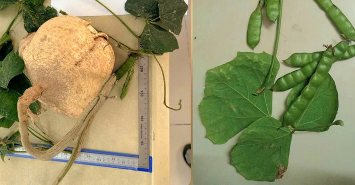 Tại sao ăn hạt cây củ đậu lại có thể gây tử vong?