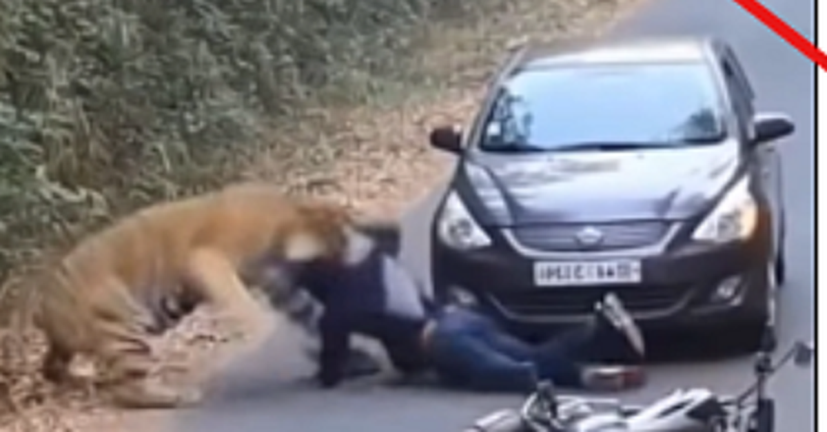 Thực hư clip hổ kéo người đi xe máy vào rừng ở Ấn Độ gây xôn xao